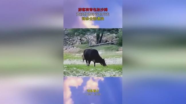 景区野猪大摇大摆叼走游客背包 辣条被吃证件幸存