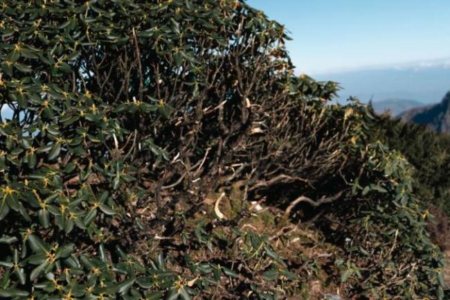 专家称大牯牛山被烧植物为杜鹃类 登山者行为引发关注