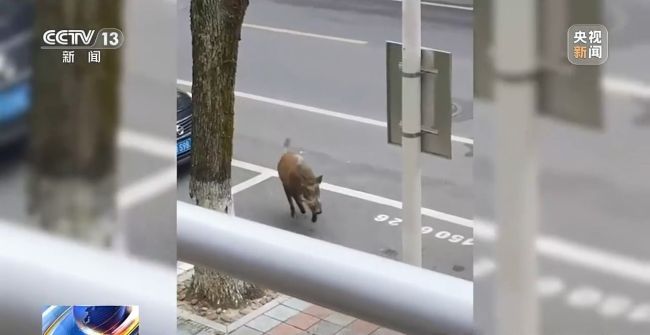 专家谈野猪致害26省 科学防控成关键