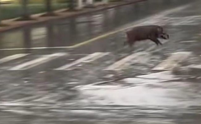 野猪冲进高校横冲直撞!还有猎犬在后面追,校方回应