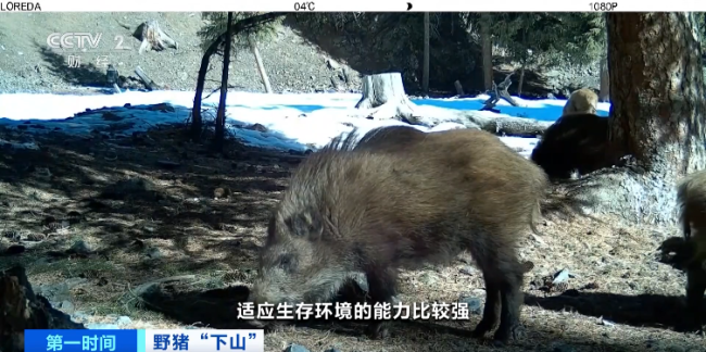 野猪晚高峰闯入地铁隧道？官方回应来了！