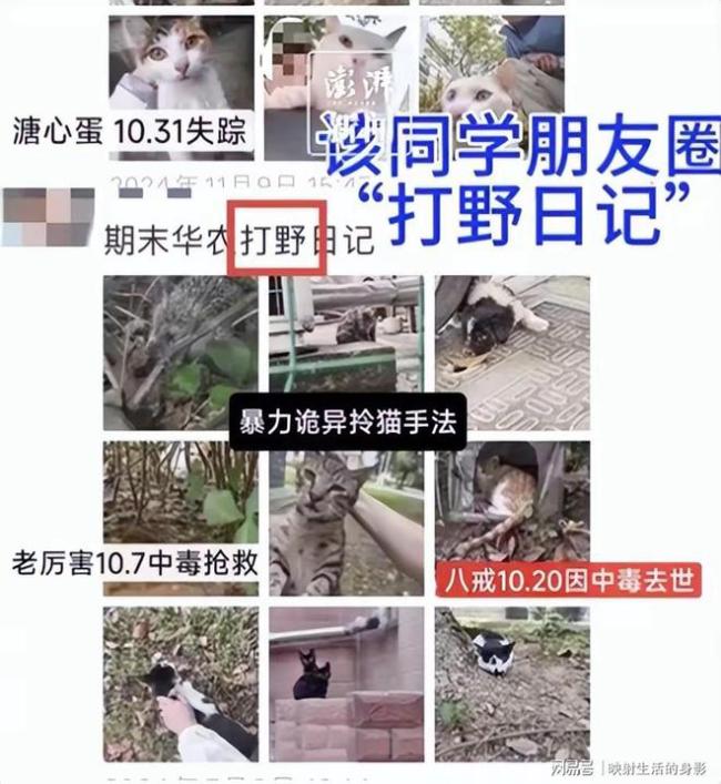 虐猫学生曾伪装成爱猫者进入爱猫群 学校回应引争议