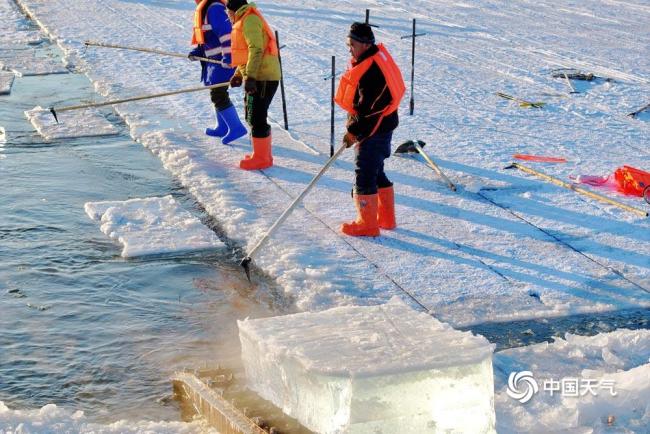 哈尔滨启动采冰建造冰雪景不雅