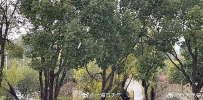 上海下雪了 网友纷纷晒图！