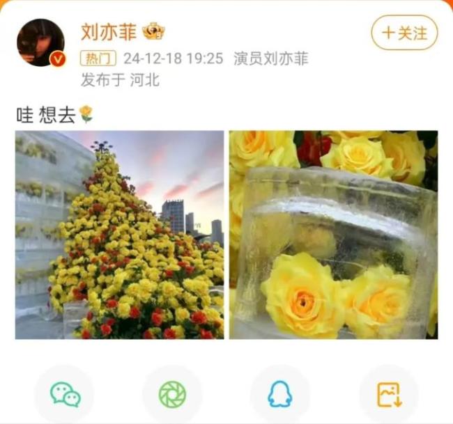 当刘亦菲黄亦玫遇上尔滨黄玫瑰 冰雕艺术引热议