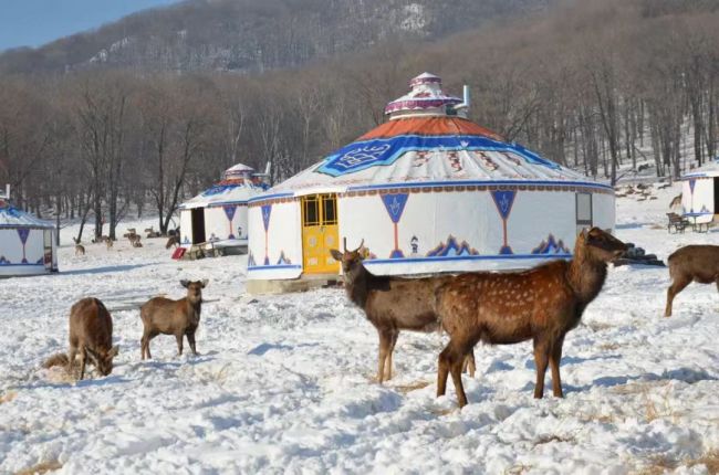 尔滨“冰雪乐园·神鹿滑雪场”开园 多项文旅体验活动等你来