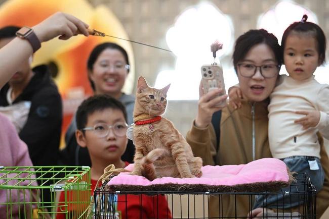 猫财两空！起底“免费领养”背后的“猫贷”套路