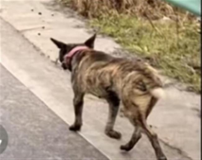 四川巴中恶犬逃窜袭击多人