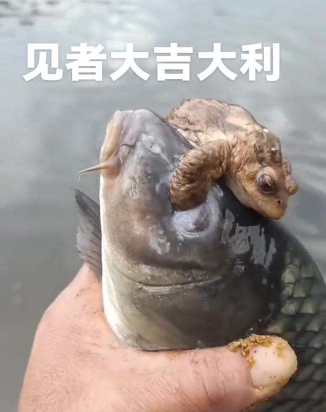 男子釣魚釣出“金蟾抱魚” 罕見一幕引熱議