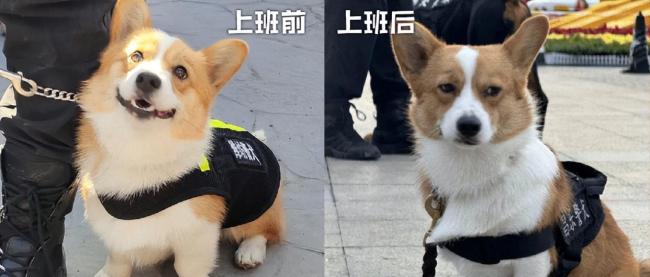 警犬福仔年終獎(jiǎng)是一枚大紅花 班味過(guò)重仍獲表彰