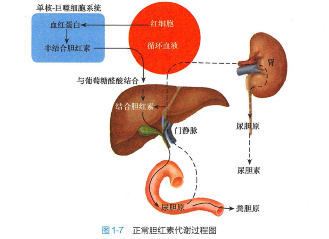 砂糖橘吃多了真的會(huì)變小黃人 高胡蘿卜素血癥揭秘