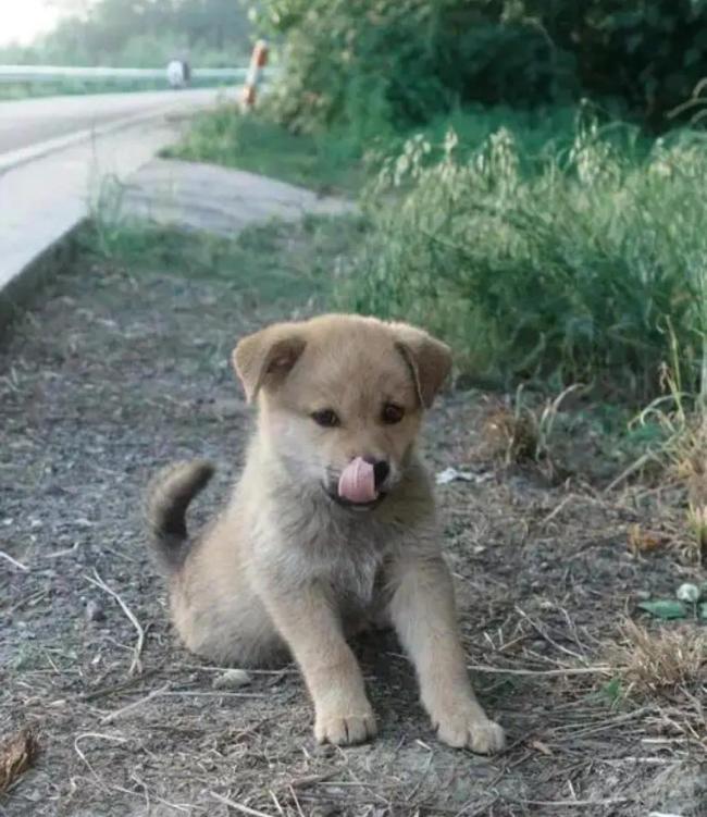 广州解禁土狗 移出危险犬名录