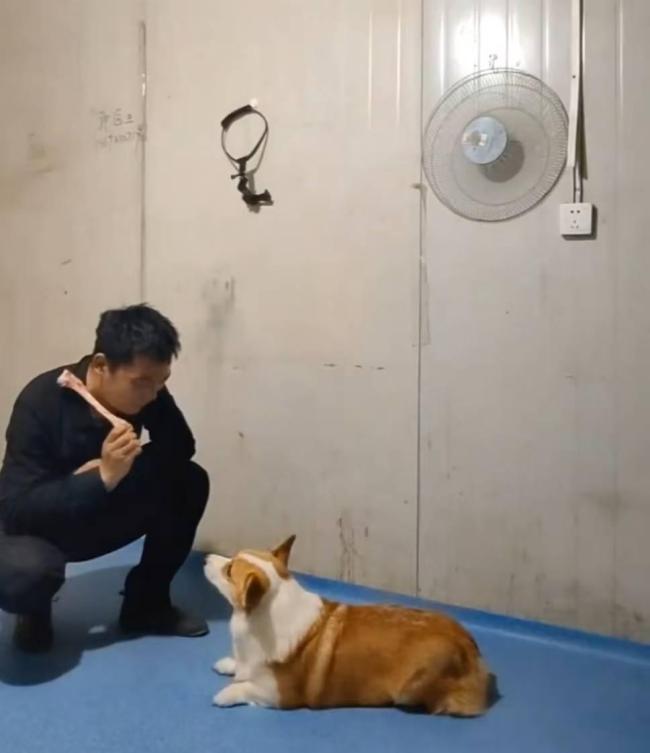 訓(xùn)犬師揭秘行業(yè)亂象 資格證給錢就能買到