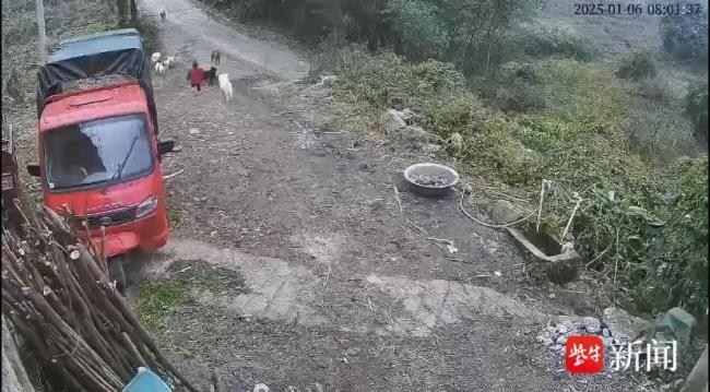 遭狗群撕咬的3歲女童出ICU了