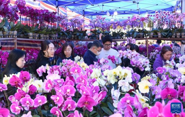 香港年宵花市年味濃 花海人潮迎新春