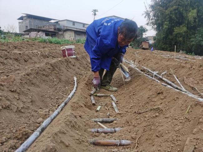 廣東廣西人對(duì)甘蔗的執(zhí)著 汗水澆灌的甜蜜