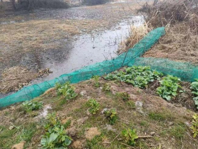 上海多地发现海狸鼠 外来物种引发生态担忧