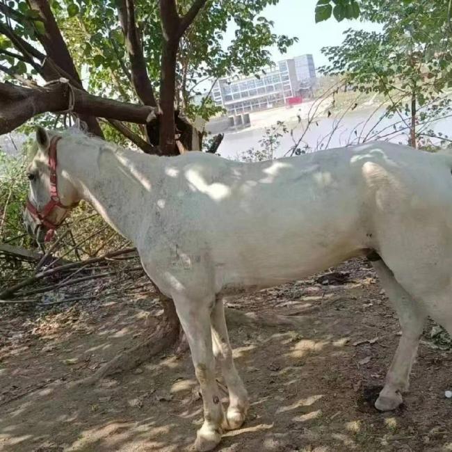 痛心！下江救人的“白龍馬”不幸離世