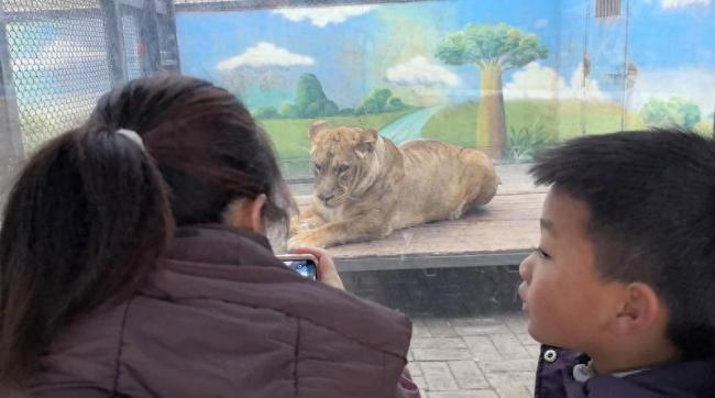 西安一動物園268元可擼獅子,？回應：套餐已下架