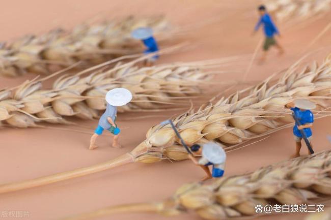 小麦价格一路上涨 市场这是要火的节奏?