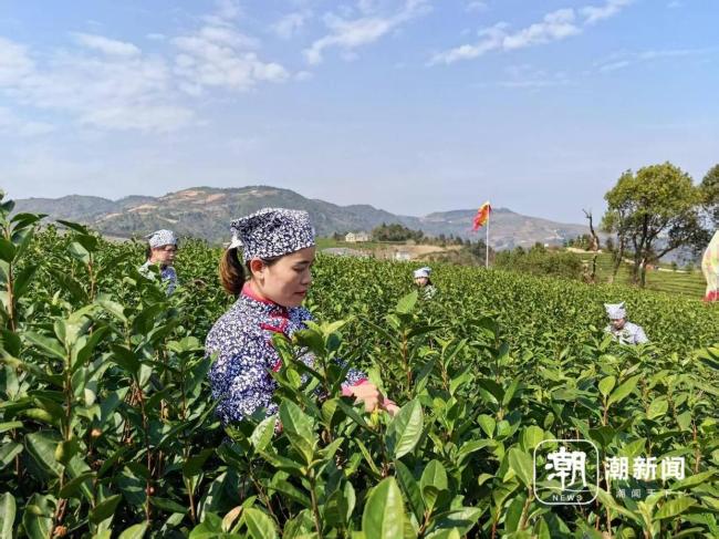 浙江進(jìn)入春茶季 采茶工爭(zhēng)分奪秒