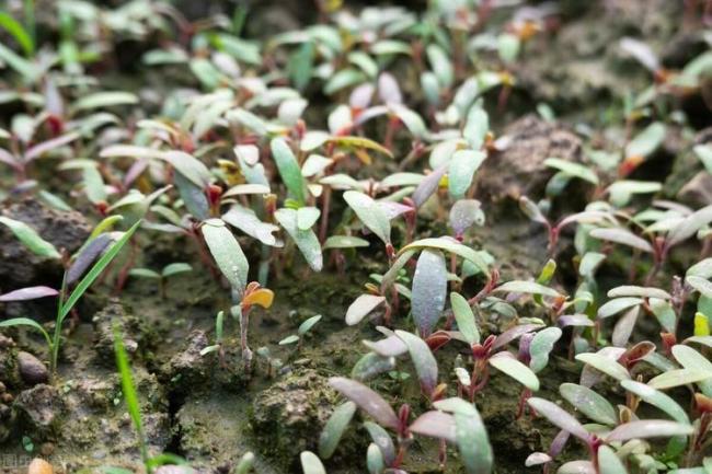 雨水過后可以種植哪些蔬菜,？春季反復(fù)采收佳選