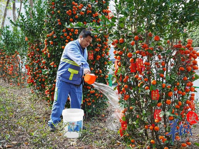 廣州進(jìn)入年花年桔處置高峰期 資源化利用顯成效