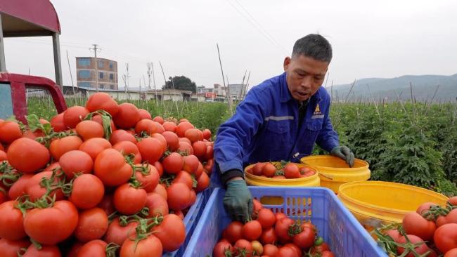 產(chǎn)業(yè)“破題” 繪就振興“答卷” 油茶引領(lǐng)鄉(xiāng)村振興