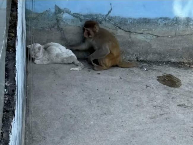 官方回應(yīng)南京動物園猴貓事件