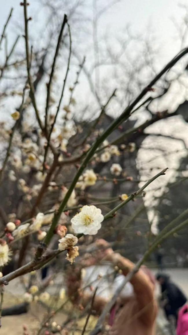 北京春日第一波梅花綻放了