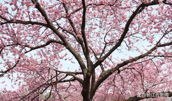 武漢東湖櫻花園開園 櫻花盛景迎客來