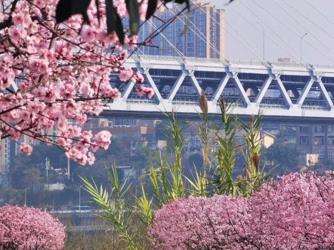 在重慶街頭邂逅藍(lán)花楹的夢(mèng)幻春天 花海中的春日記憶