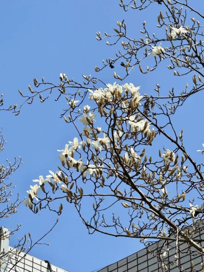 玉蘭花綻放承包春日浪漫 上海植物園迎來(lái)首波花開