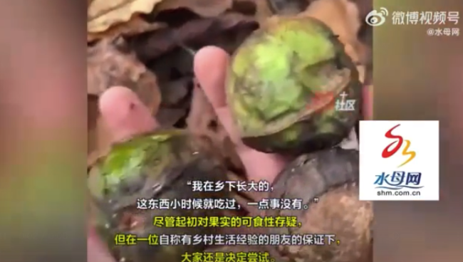 一群壯漢爬山誤食油桐子腹痛嘔吐 外形酷似山核桃