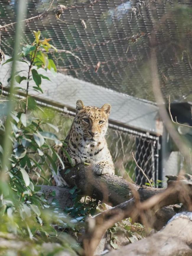 全網(wǎng)最紅的動物園，一棵倒下的樹火了 陸地上的“鯨落”再現(xiàn)生機(jī)