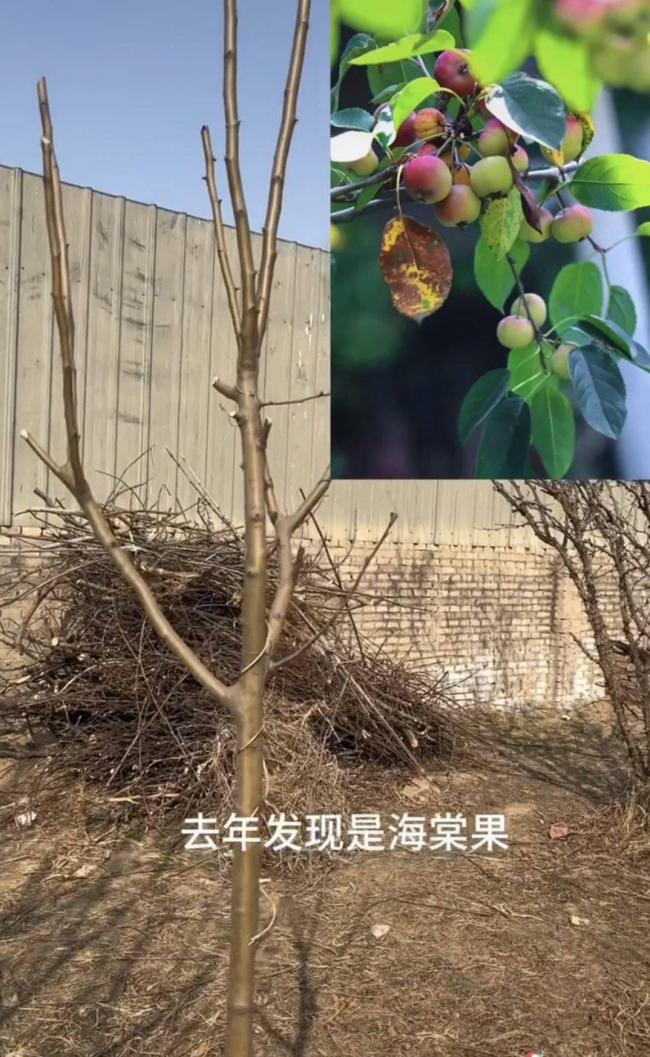 网购的“车厘子树苗”结了海棠果 网购翻车现场