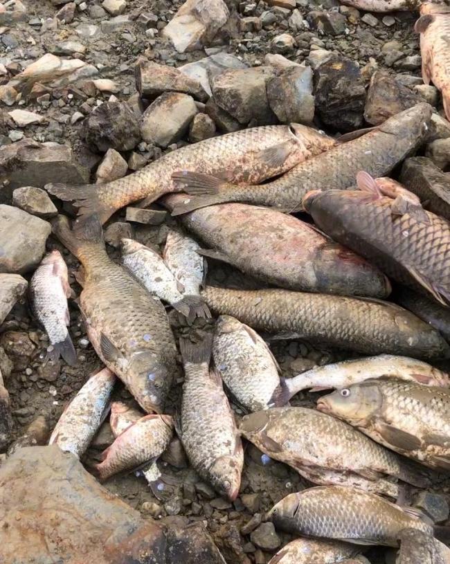江西一河道关闸万斤大鱼搁浅 老乡半天怒捡200多斤