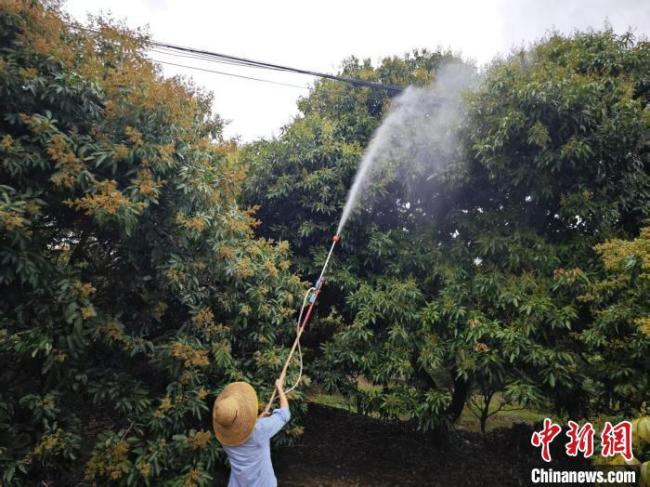 廣東高州荔枝成花率超九成