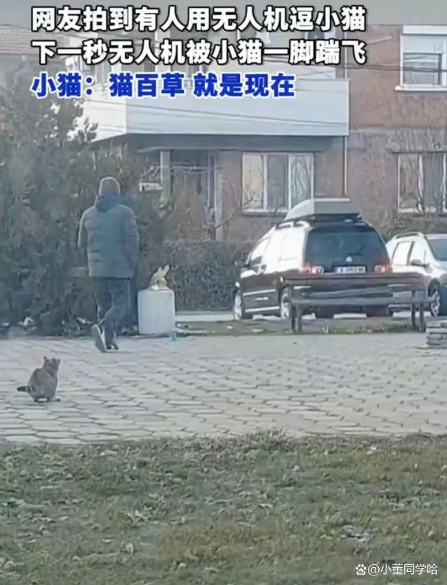 无人机飞手拍到猫被围攻果断施救 猫咪矫健身姿获赞