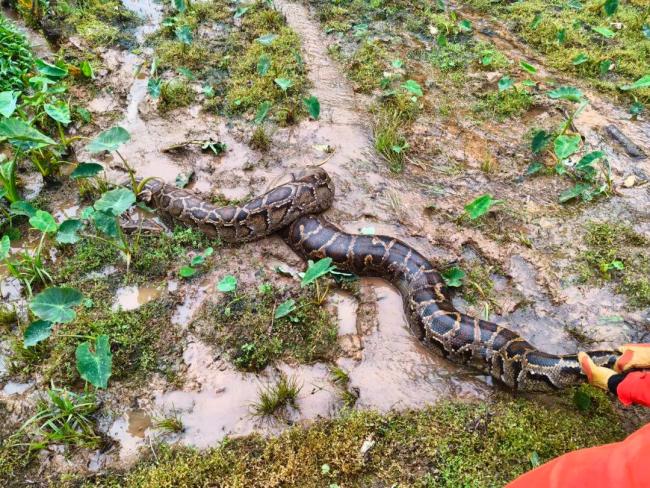 130斤巨蟒菜地曬太陽(yáng)被消防抓獲