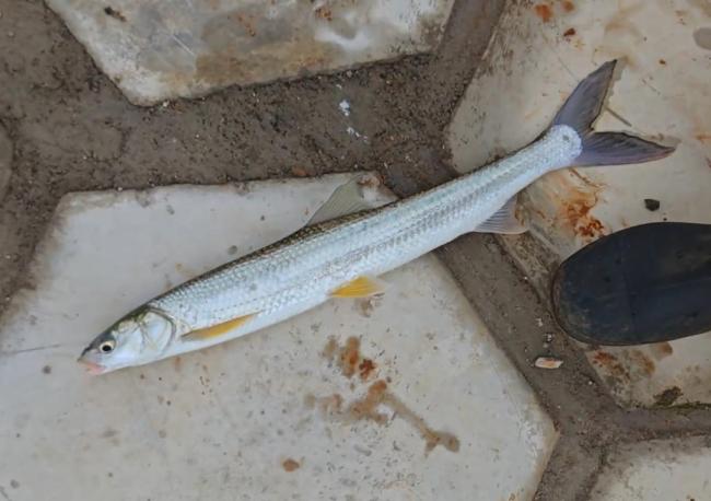 男子釣到不認(rèn)識(shí)的魚(yú)后選擇放生