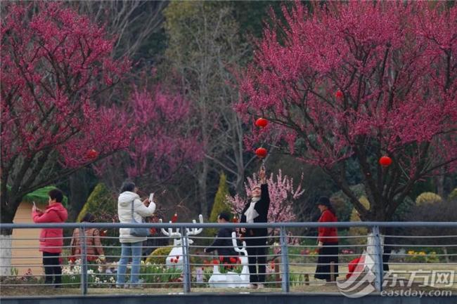 上海用30年建了道綠色長城 生態(tài)屏障綻放新顏