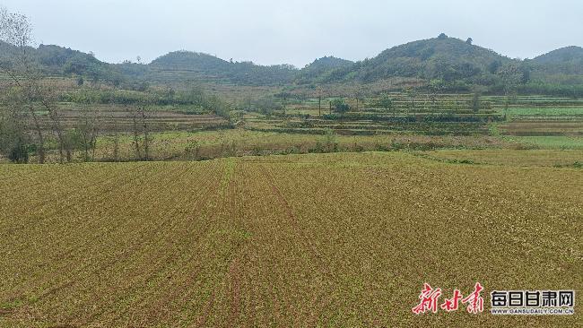 甘肅自東向西陸續(xù)進入春耕期 冬小麥返青期漸次展開