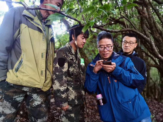 首次用熱成像無人機拍到西黑冠長臂猿 珍貴影像助力科研保護