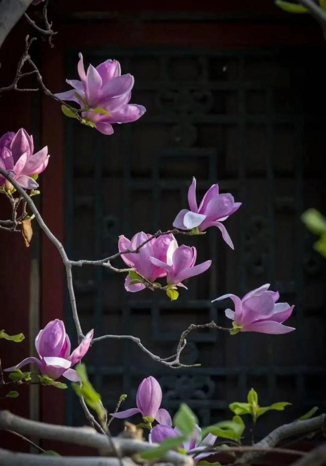 长城脚下桃花海错过等一年 赏春花品文化