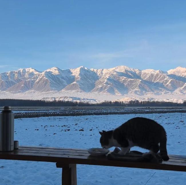 网红小猫“悟空”车祸去世！