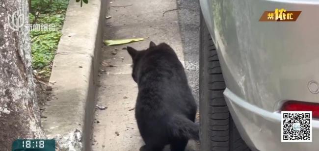 阿姨把房让猫居住邻居遭殃 异味扰民引纠纷