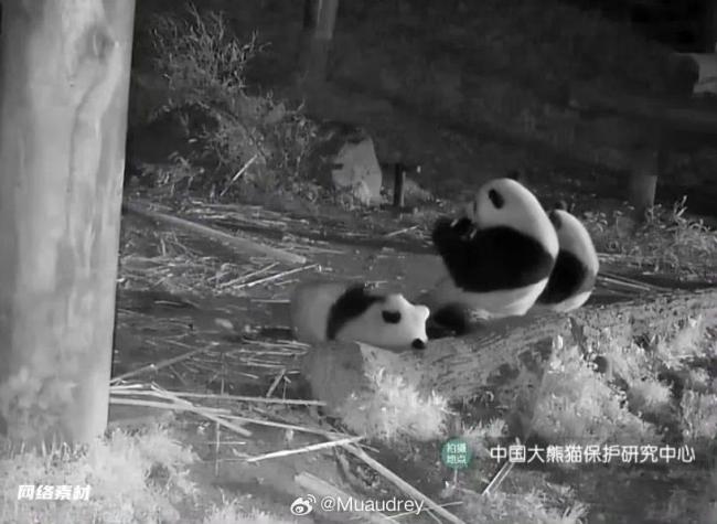 熊猫半夜不睡觉排排坐吃夜宵，巴适得很
