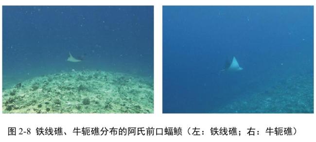 铁线礁牛轭礁珊瑚礁生态系统调查报告 揭示生态现状与保护挑战