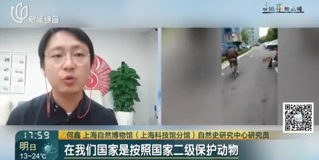 上海某小區(qū)出現(xiàn)的狐貍已死亡 居民曾人心惶惶
